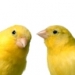 Listening Comprehension