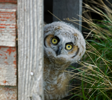 Teaching Homophones: Is this owl peaking or peeking?