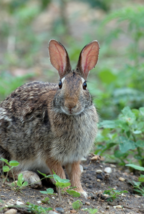 rabbit-spelling-matters.jpg